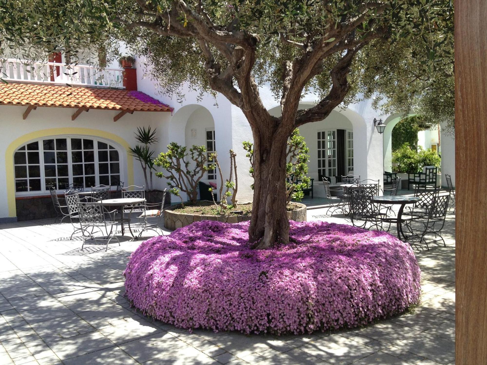 Hotel La Scogliera Forio di Ischia Esterno foto